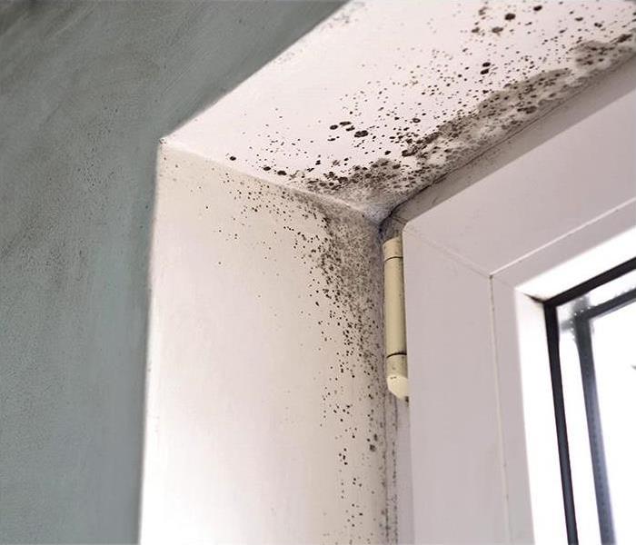 mold growing by window