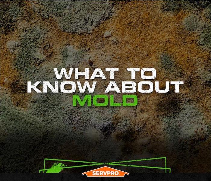 what to know about mold info